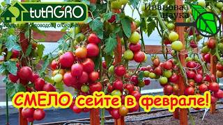 Сею томаты в феврале и полная теплица урожая! Февральский посев: фатальная о?