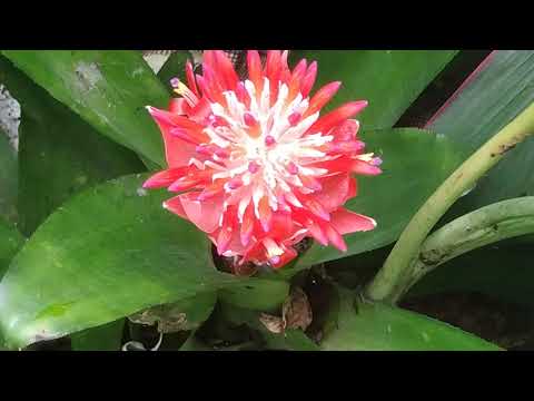 , title : 'Billbergia Bromeliad/Flamingo Torch/Summer Torch Plant and it's care'