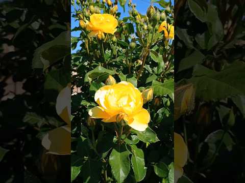 Hello Summer!!!Goodbye Spring! Здравствуй Лето!!! До свидания Весна! #beautiful #music #hits #best