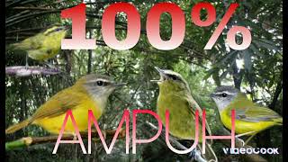 Download lagu Suara pikat Cikrak Bambu.Cikrak Daun Paling Ampuh mp3