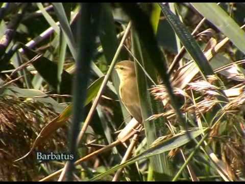 Mosquitero comun (Phylloscopus collybita) Chiffchaff