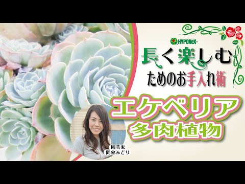春の多肉植物の世話はどうすればいいですか？健康な植物へのガイド!  庭園