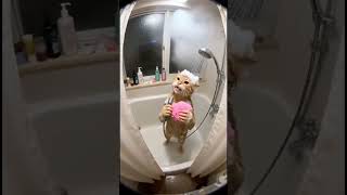 Download lagu Lulu lala cat singing        #funny #aicat mp3