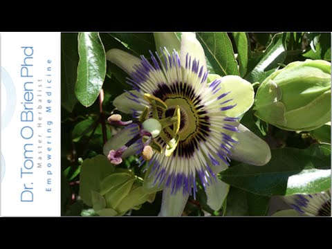 Passion Flower health benefits Video
