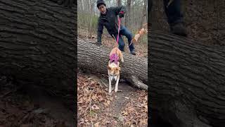 Video preview image #1 American Pit Bull Terrier-Unknown Mix Puppy For Sale in Germantown, OH, USA