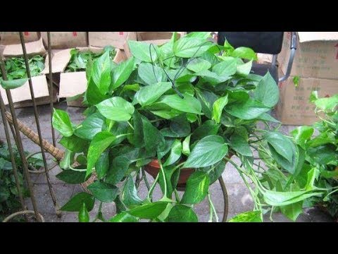黃金葛氣根修剪