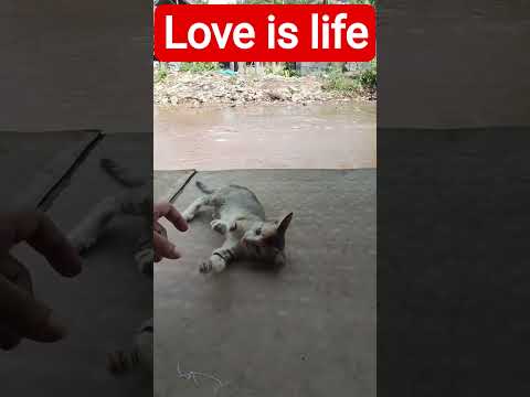 Love is life..... ❤️💚 #cat