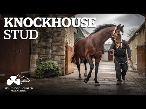 ITM Irish Stallion Showcase 2021 - Knockhouse Stud