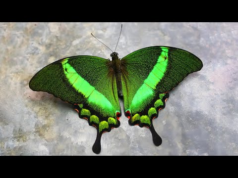 image-What's the most beautiful butterfly?