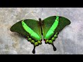 10 Most Beautiful Butterflies On Planet Earth