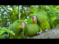 Baby Parrot Natural Sounds