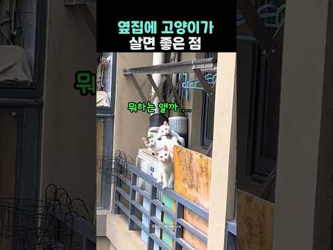 옆집에 고양이가 살면 좋은 점