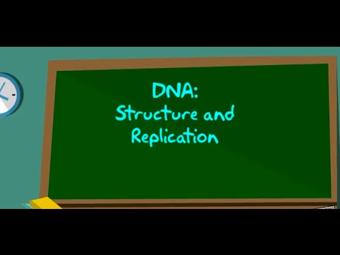 8LS 1.6 DNA Replication