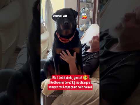 Rottweiler de 47 kg mostra que sempre terá espaço no colo do avô