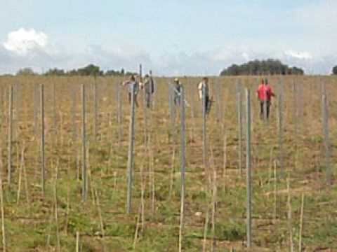 vigna spanu in Gallura Posting and wiring of the vineyard