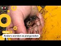Padden en kikkers krijgen hulp met oversteken