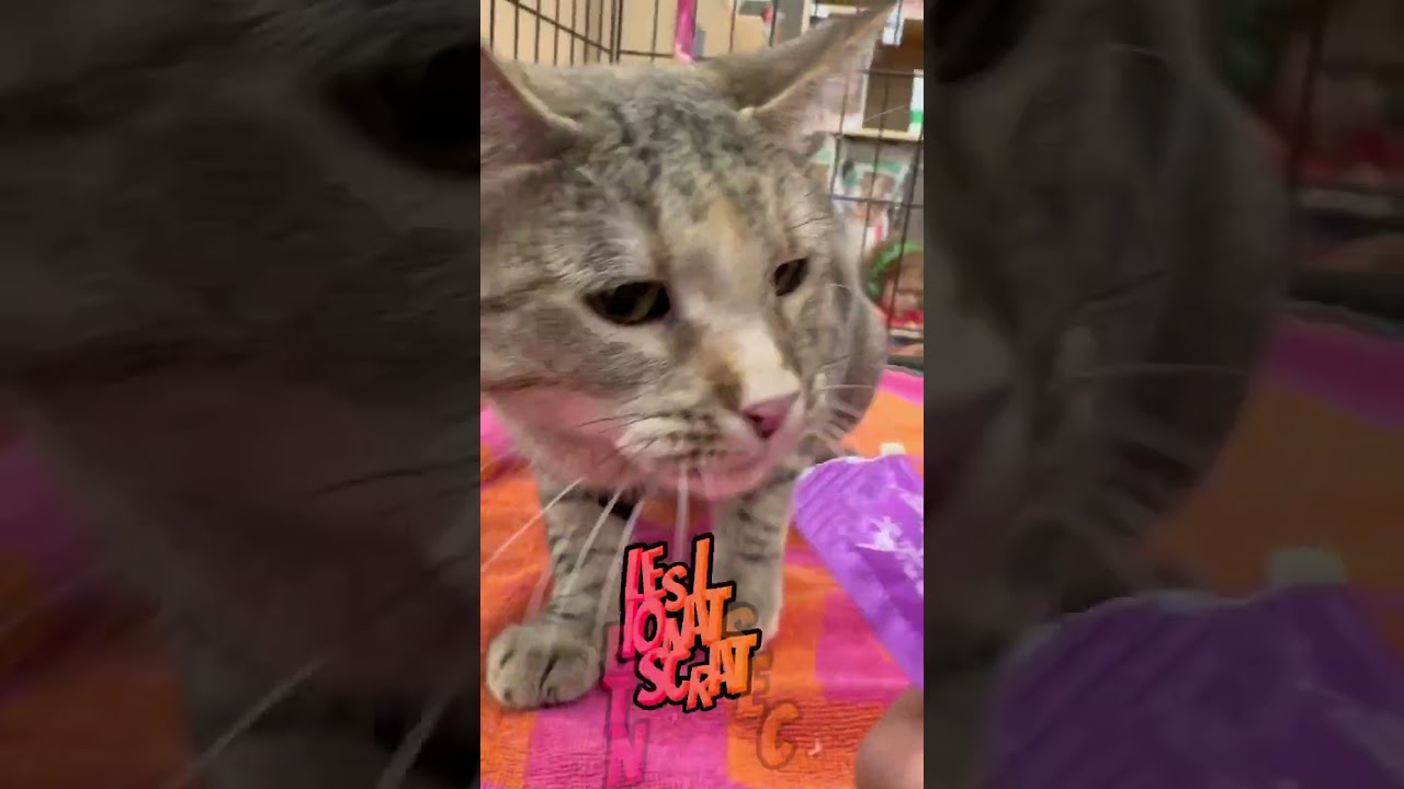 Pebbles, a Adoptable Domestic Short Hair in Flower Mound, TX video 6/6