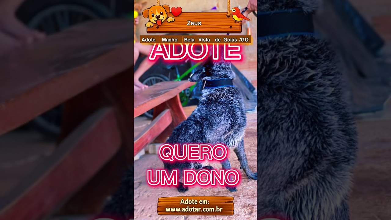 Cachorro raça SRD-ViraLata idade 6 ou mais anos nome Zeus