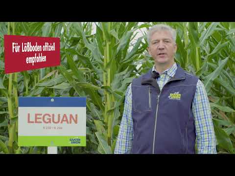 Saaten-Union: Mais LEGUAN, Vertriebsberater Maik Seefeldt, Standort Bispingen