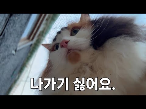 온돌방이 생긴 후, 겨울에 약해지는 모습을 보이는 산골짜기 고양이들