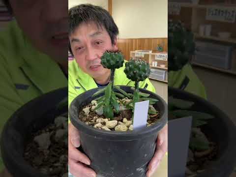 園芸 バレルサボテン