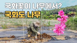 국화도 나무에서 피는 국화꽃 국화꽃 보다 더 국화꽃 같은 