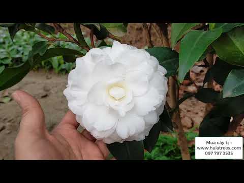 Bông hoa trà bạch ta, trà bạch cổ to như thế nào