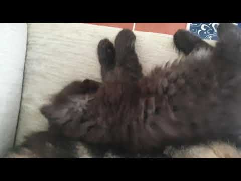 chinchilla father and son