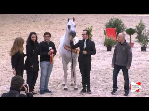 Best Arab Countries Horse - N.97 AJA Angelo