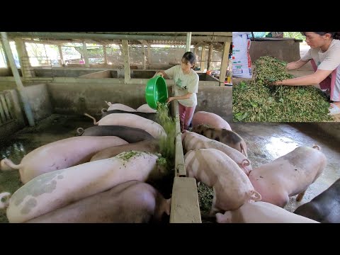 , title : 'Pig care.  How to make pig feed.  (Episode 36).