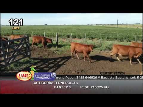 Lote 110 Terneros/as en Maria Teresa, Santa Fe