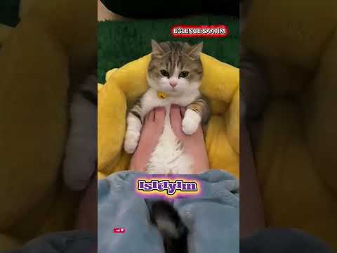 Tatlı KEDİMİ Çok Seviyorum 😍🥰 #shorts #keşfet