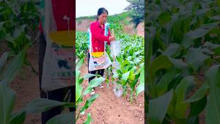 DIY Fertilizer Tool: Simple and practical, delivers fertilizer precisely—saving time and effort!