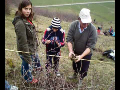 IMPADURIRE PLANTARE PUIETI RACIU APRILIE 2008 101 RACIU2TVS