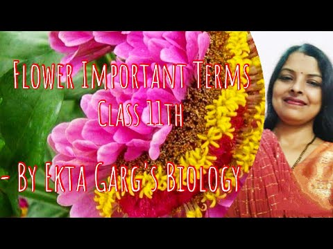 Flower:Important terms class 11th# NEET#AIIMS#Allmedicalexams