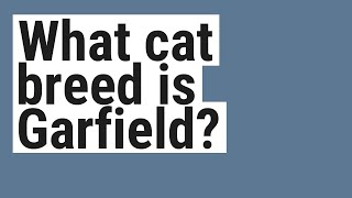 What cat breed is Garfield?