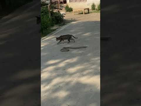 #snake #cat  #reflexes  #village #wild #counterattack