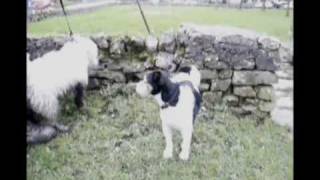 preview picture of video 'Jack Russells at Earl Sterndale'