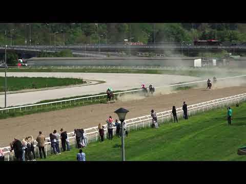 1.5.2022 I Trka - MAI TAI - Hipodrom Beograd