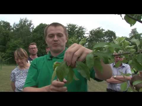 OleoŜywice włosy przed wypadnięciem Kallos maska do włosów Kup