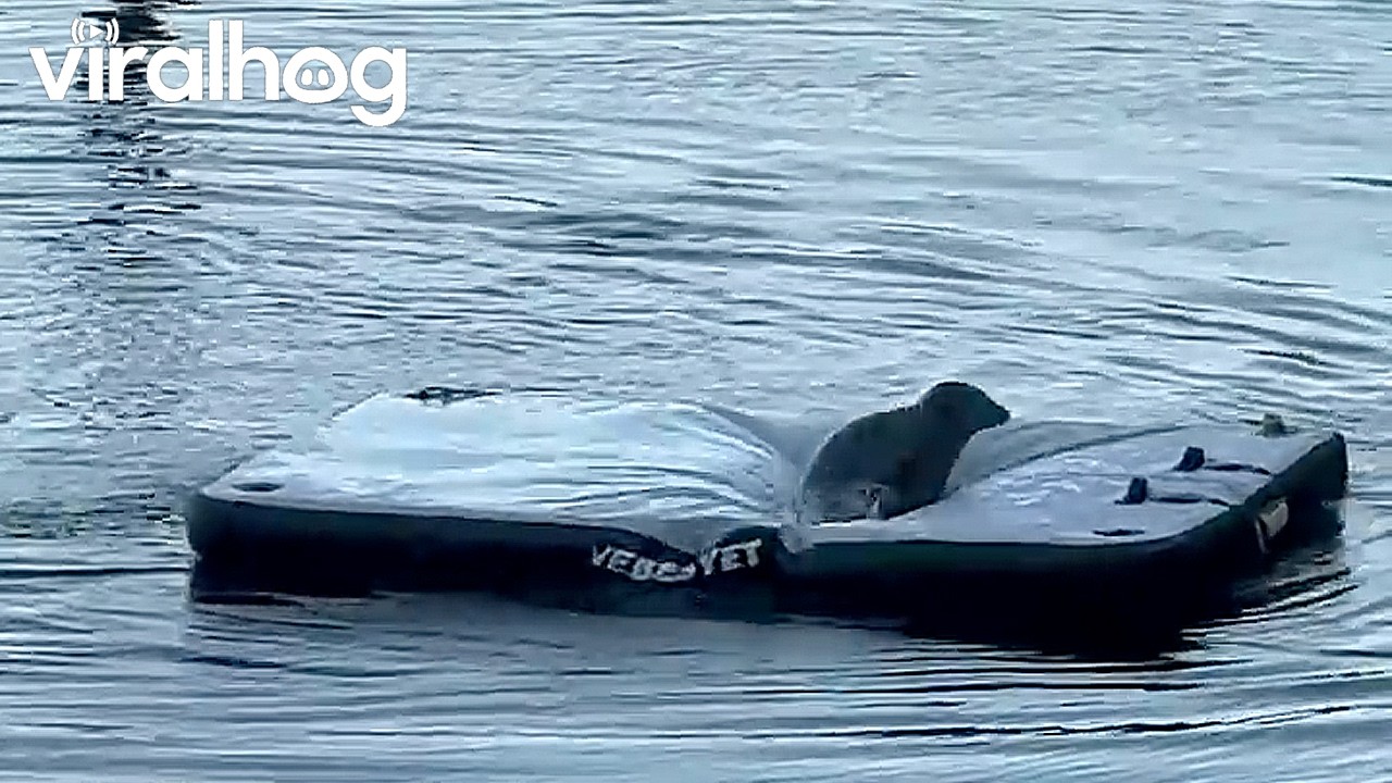 Baby Seal Plays on Inflatable Raft || ViralHog