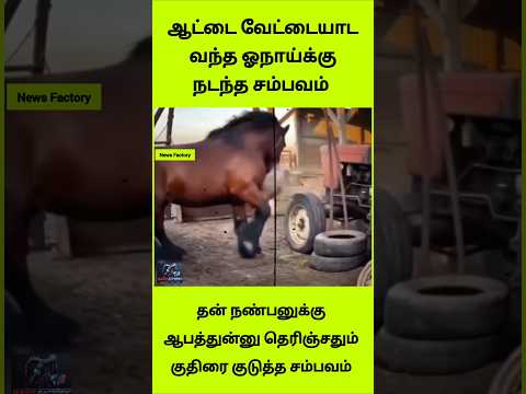 ஆட்டை வேட்டையாட வந்த ஓநாய்க்கு குதிரை கொடுத்த மரண அடி! 🔥😱