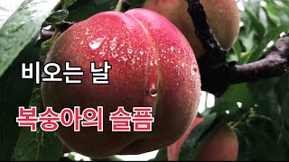 비오는 날 복숭아 농부는 목소리에 힘이 좀 빠지네요