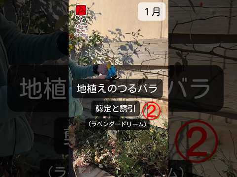 つる性のツタをいつどのように剪定するのですか？家や庭を邪魔しない美しい植物を育てるためのヒント  庭園