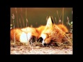 【Hatsune Miku】 What Does the Fox Say? 【Vocaloid ...