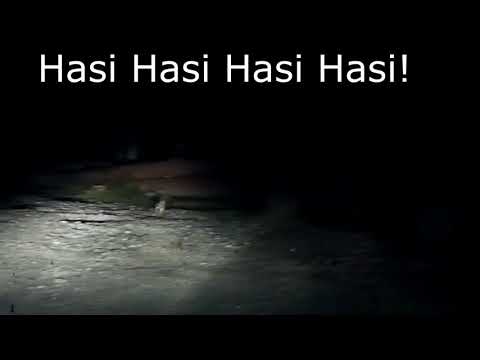 Hasen und Katzenjagd - Dashcam Germany Mannheim