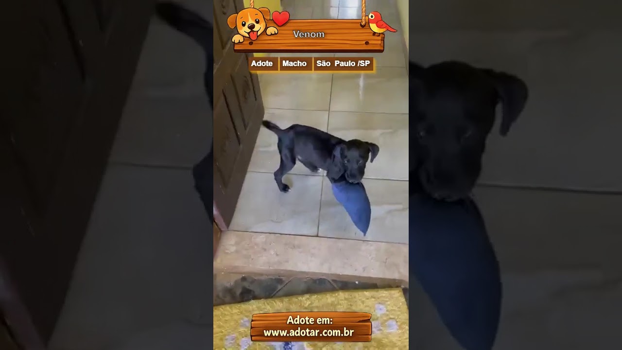 Cachorro raça Pit-Bull idade 2 a 6 meses nome Venom