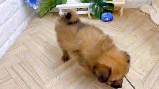 ハーフ犬の動画02