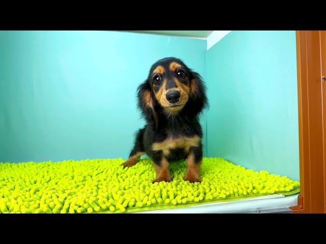 (子犬) 犬種：ダックスフンド・ミニチュア・ロング 女の子 ブリーダー マロニエケンネル　MARRONNIER KENNEL k3750の画像