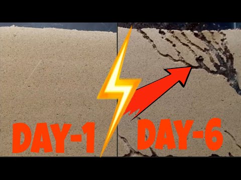 Sand Ant Farm v2.0 ants digging tunnels time lapse 4k